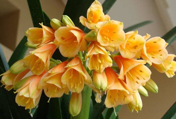 Clivia inflorescence