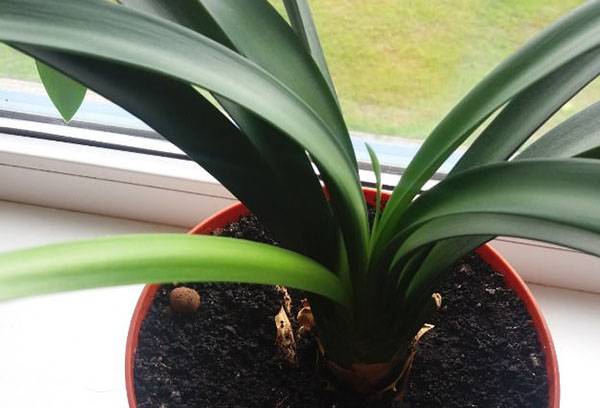 Clivia pot on the windowsill