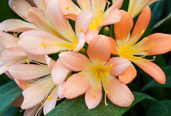 Blooming clivia