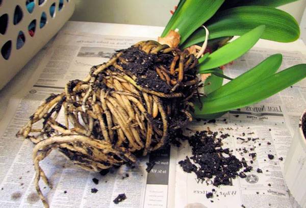 Clivia transplant