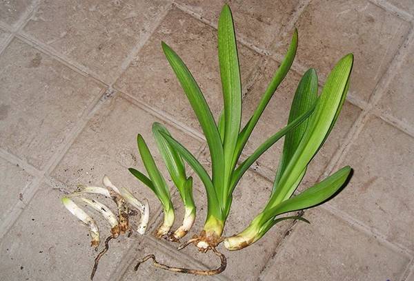 Vegetative propagation of clivia