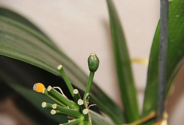Clivia seed box