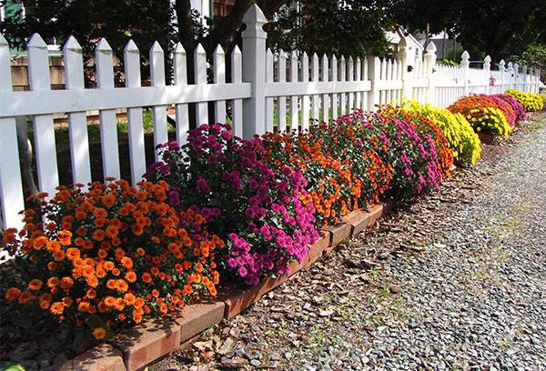 Different varieties of chrysanthemums