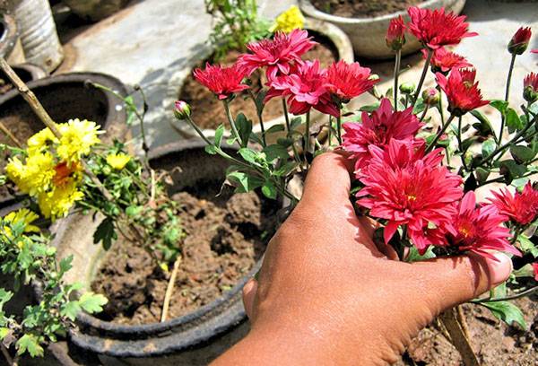 Winter Chrysanthemum Harvest