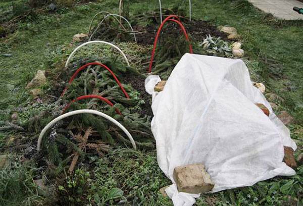 Shelter of chrysanthemums for the winter
