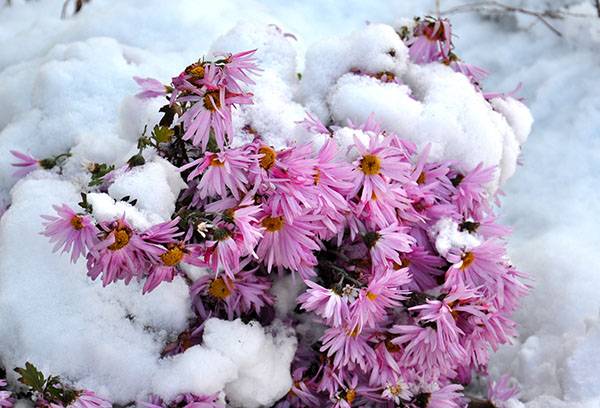 Chrysanthemums in the snow