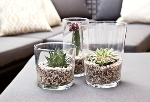 Interior decoration with succulents.