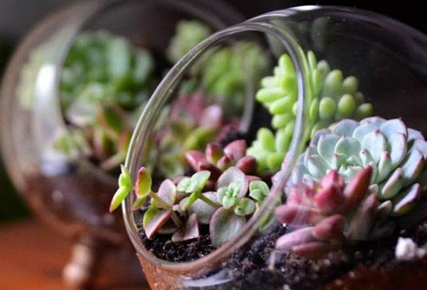 Succulent Florarium
