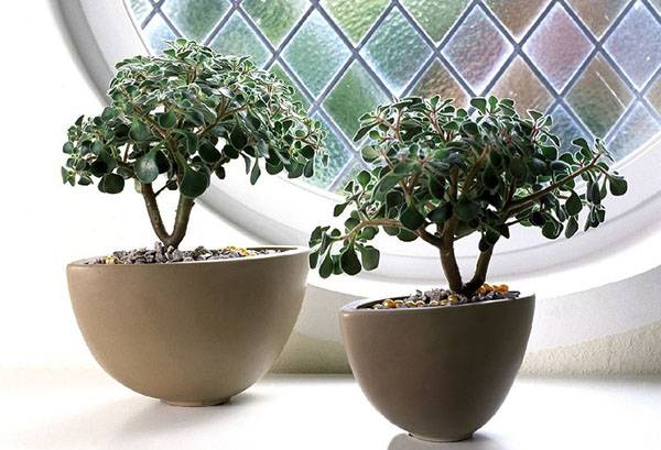 Succulents on the windowsill
