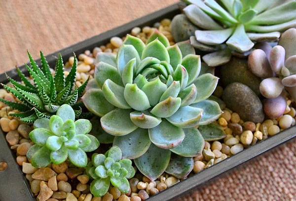 Composition of Haworthia