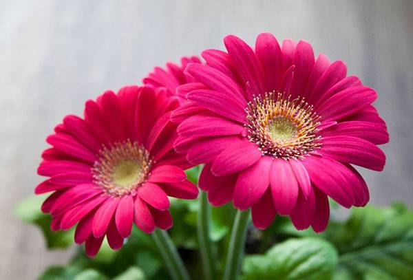 Flowering dwarf gerbera