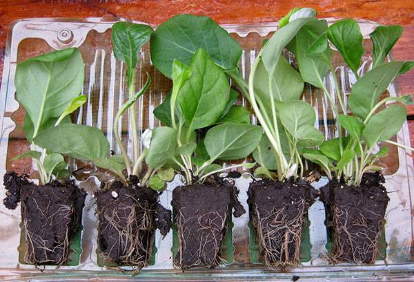 Gerbera seedling transplant