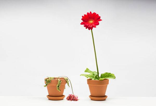 Gerbera wilted