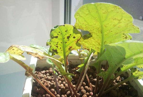 Gerbera Disease