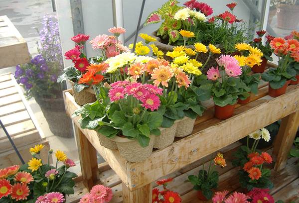 Different varieties of indoor gerberas