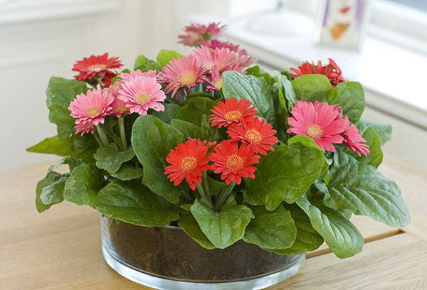 Indoor Gerbera