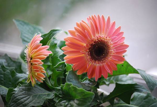 Flowering pink gerbera