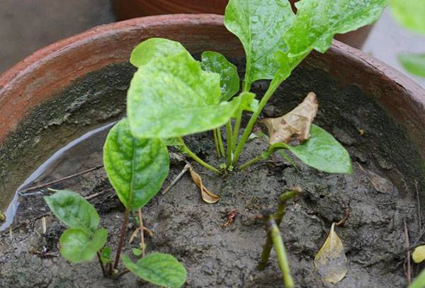 Watering a Gerbera in a Pot