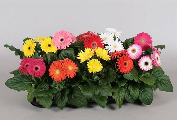 Gerberas of different varieties