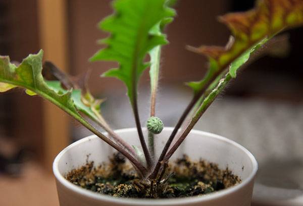Gerbera before flowering