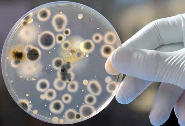 Mold