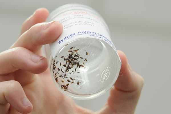 Fleas in a jar