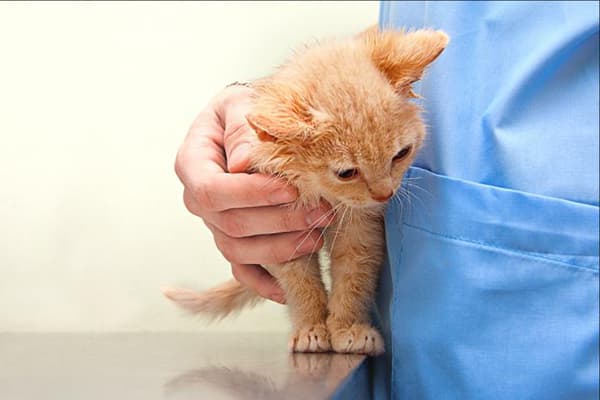 Kitten at the vet