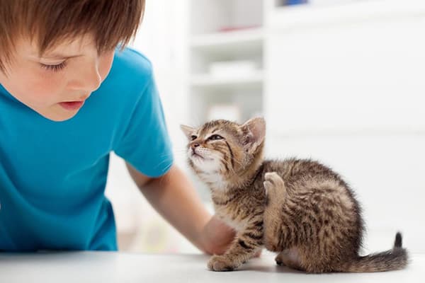 Boy with a kitten