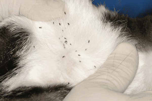 Cat fleas