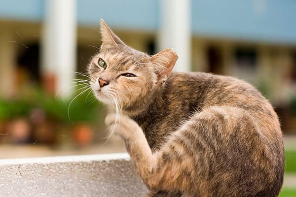 Street cat