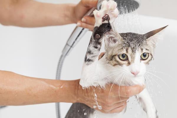 Cat bathing