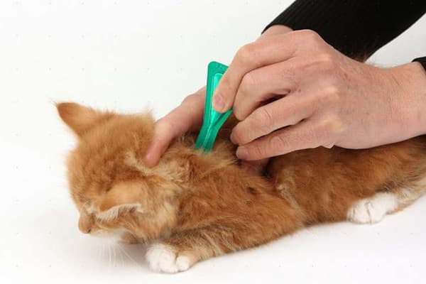 Drawing flea drops on a withers cat