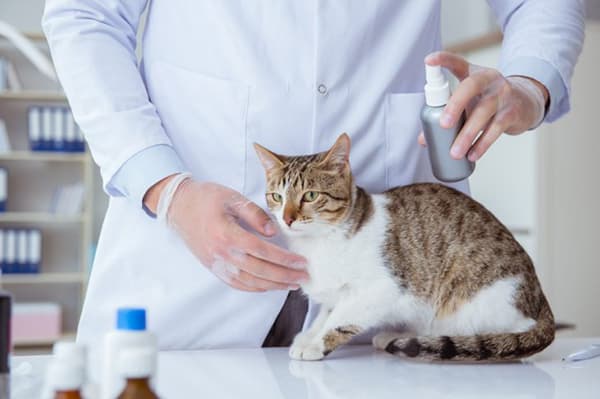 Treatment of a cat with flea spray