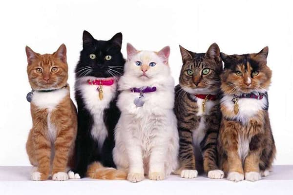 Cats in Collars