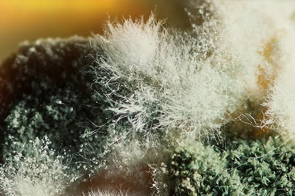 Mold near