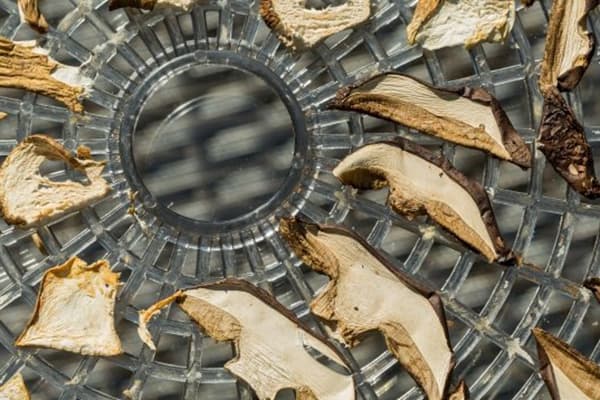 Mushrooms in the dryer