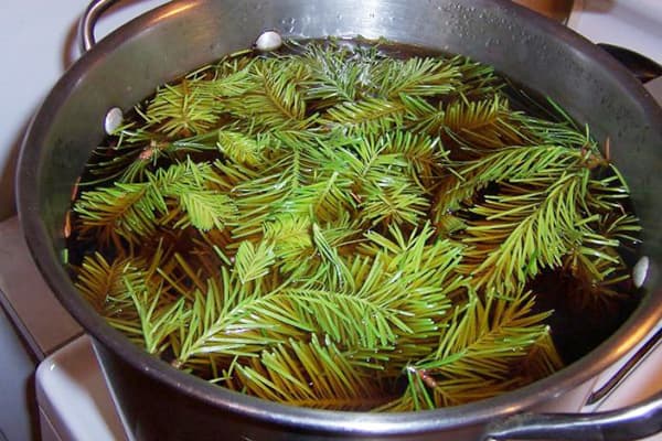 Preparation of coniferous broth