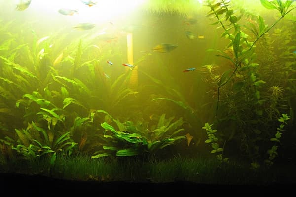 Greens in the aquarium