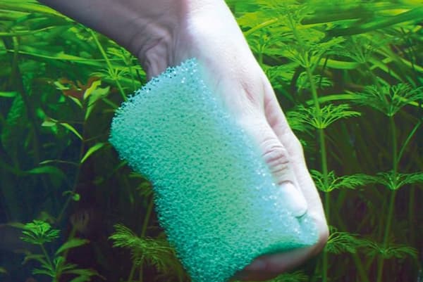 Cleaning the walls of the aquarium with a sponge