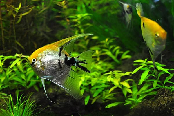 Fish in the aquarium