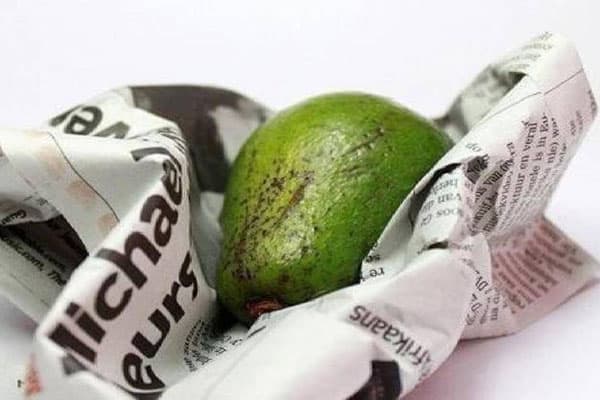 Avocado in the newspaper