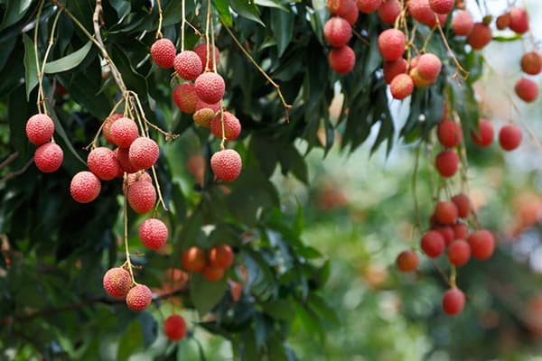 Lychee tree