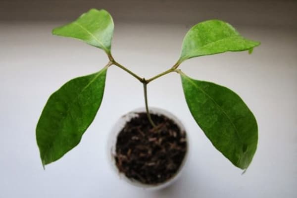 Lychee sapling on the windowsill