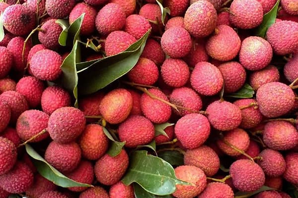 Freshly Picked Lychee Fruits