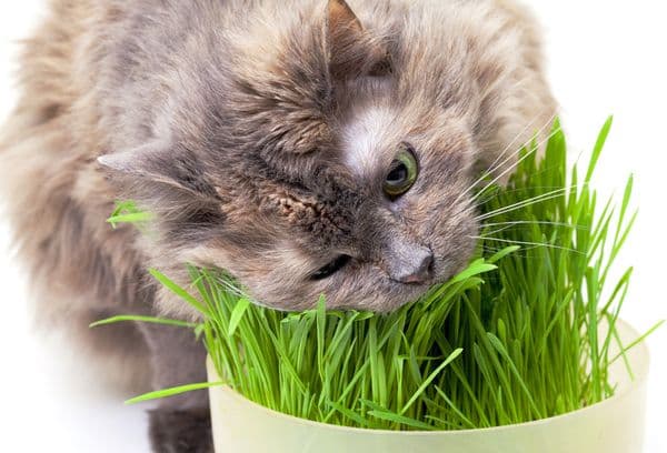 Gray cat eats grass
