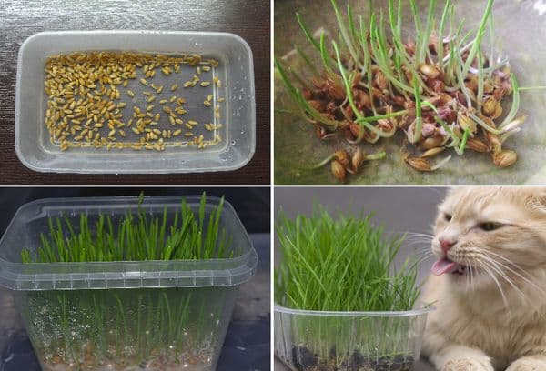 Growing grass for cats