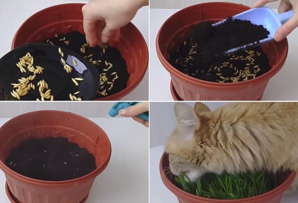Growing grass in the ground