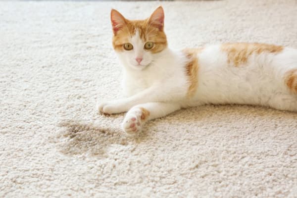 Cat wrote on the carpet