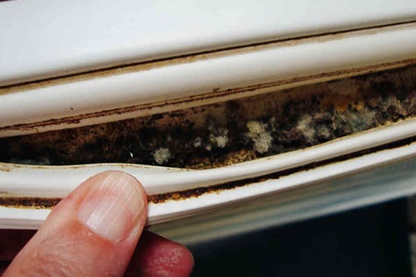 Mold on the elastic band of the refrigerator