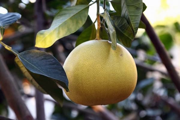 Pomelo augļi uz filiāles